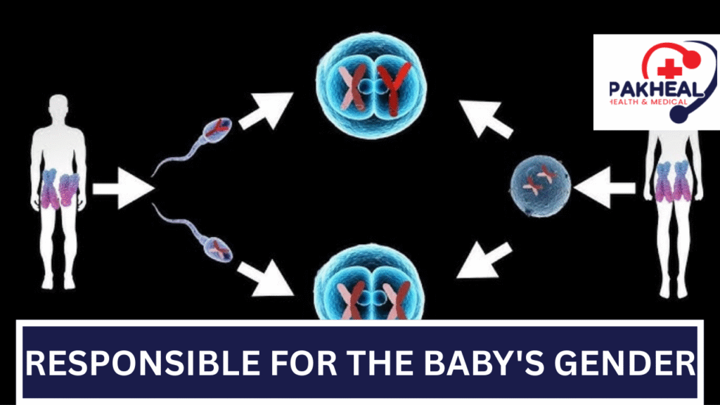 An image of the person responsible for the baby's gender